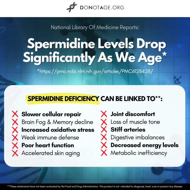 spermidine levels